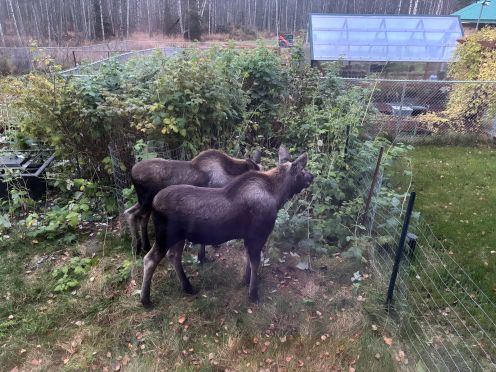 moose 3 rasp .jpg